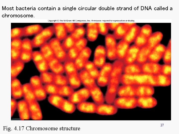 Most bacteria contain a single circular double strand of DNA called a chromosome. Fig. Most bacteria contain a single circular double strand of DNA called a chromosome. Fig.