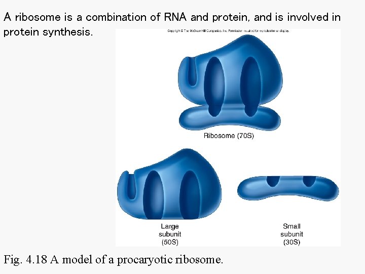 A ribosome is a combination of RNA and protein, and is involved in protein A ribosome is a combination of RNA and protein, and is involved in protein