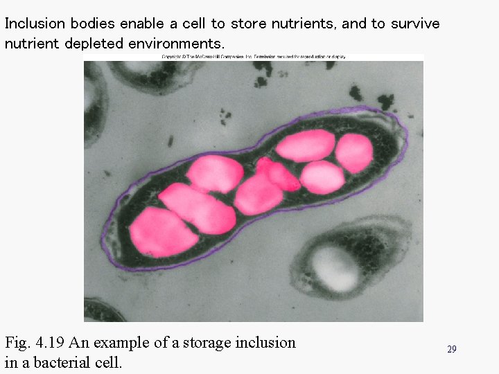Inclusion bodies enable a cell to store nutrients, and to survive nutrient depleted environments. Inclusion bodies enable a cell to store nutrients, and to survive nutrient depleted environments.