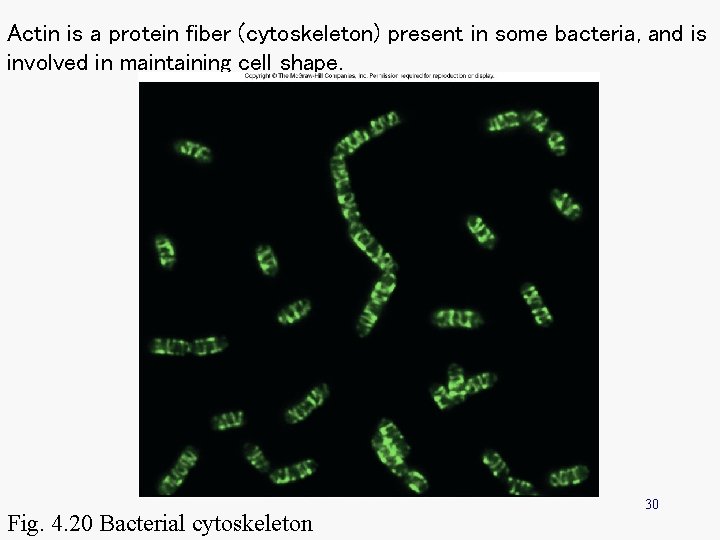 Actin is a protein fiber (cytoskeleton) present in some bacteria, and is involved in Actin is a protein fiber (cytoskeleton) present in some bacteria, and is involved in