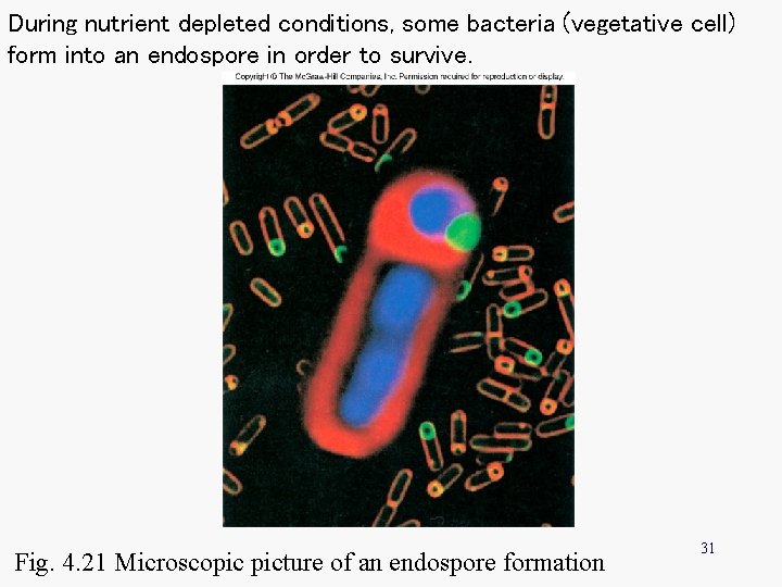 During nutrient depleted conditions, some bacteria (vegetative cell) form into an endospore in order During nutrient depleted conditions, some bacteria (vegetative cell) form into an endospore in order