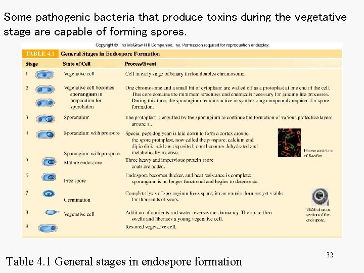 Some pathogenic bacteria that produce toxins during the vegetative stage are capable of forming Some pathogenic bacteria that produce toxins during the vegetative stage are capable of forming