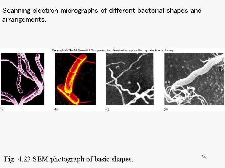 Scanning electron micrographs of different bacterial shapes and arrangements. Fig. 4. 23 SEM photograph Scanning electron micrographs of different bacterial shapes and arrangements. Fig. 4. 23 SEM photograph