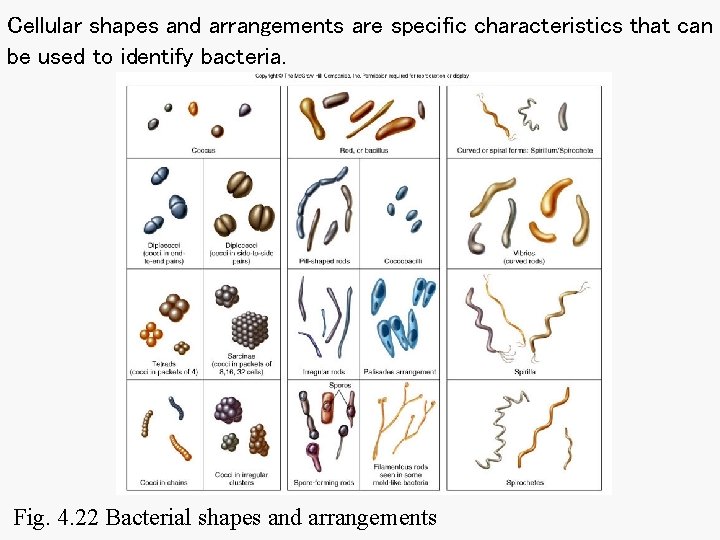 Cellular shapes and arrangements are specific characteristics that can be used to identify bacteria. Cellular shapes and arrangements are specific characteristics that can be used to identify bacteria.
