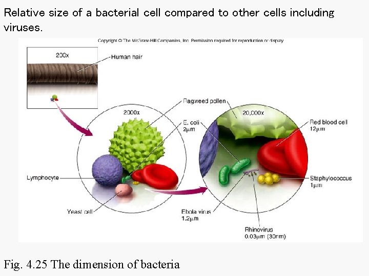 Relative size of a bacterial cell compared to other cells including viruses. Fig. 4. Relative size of a bacterial cell compared to other cells including viruses. Fig. 4.