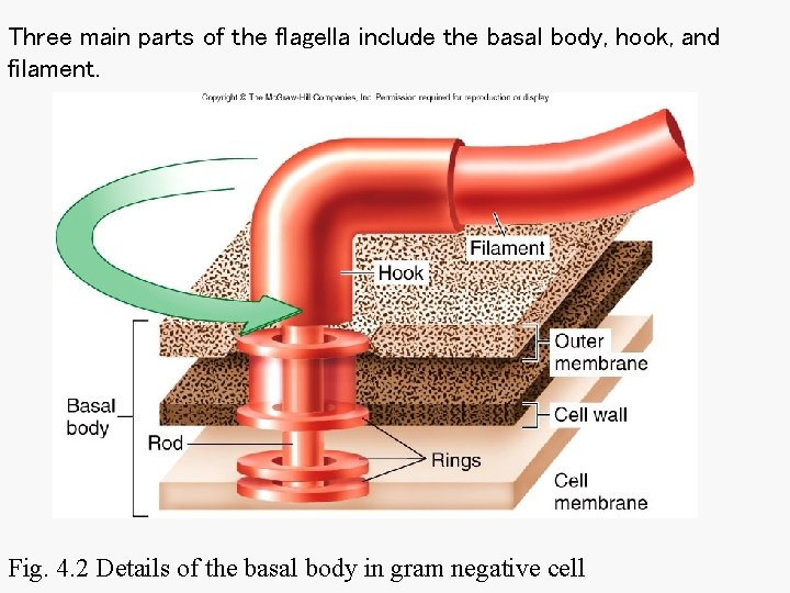 Three main parts of the flagella include the basal body, hook, and filament. Fig. Three main parts of the flagella include the basal body, hook, and filament. Fig.