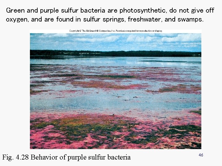 Green and purple sulfur bacteria are photosynthetic, do not give off oxygen, and are Green and purple sulfur bacteria are photosynthetic, do not give off oxygen, and are