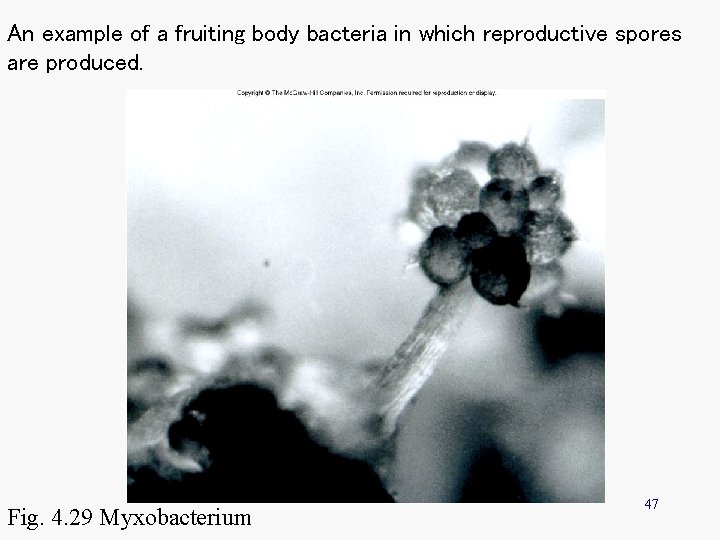 An example of a fruiting body bacteria in which reproductive spores are produced. Fig. An example of a fruiting body bacteria in which reproductive spores are produced. Fig.