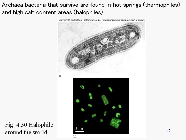Archaea bacteria that survive are found in hot springs (thermophiles) and high salt content Archaea bacteria that survive are found in hot springs (thermophiles) and high salt content