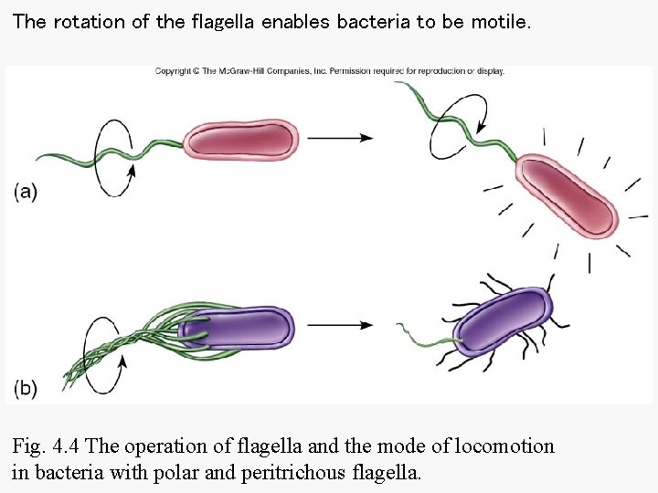 The rotation of the flagella enables bacteria to be motile. Fig. 4. 4 The The rotation of the flagella enables bacteria to be motile. Fig. 4. 4 The
