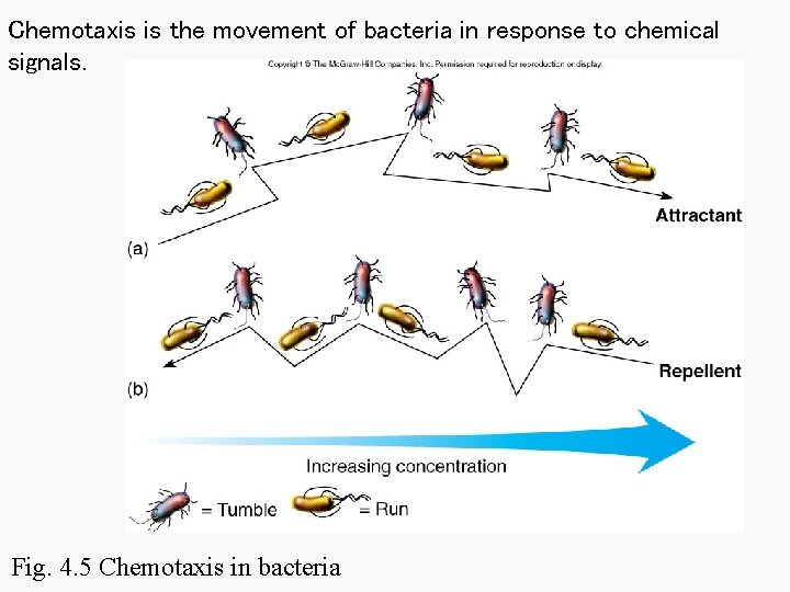 Chemotaxis is the movement of bacteria in response to chemical signals. Fig. 4. 5 Chemotaxis is the movement of bacteria in response to chemical signals. Fig. 4. 5