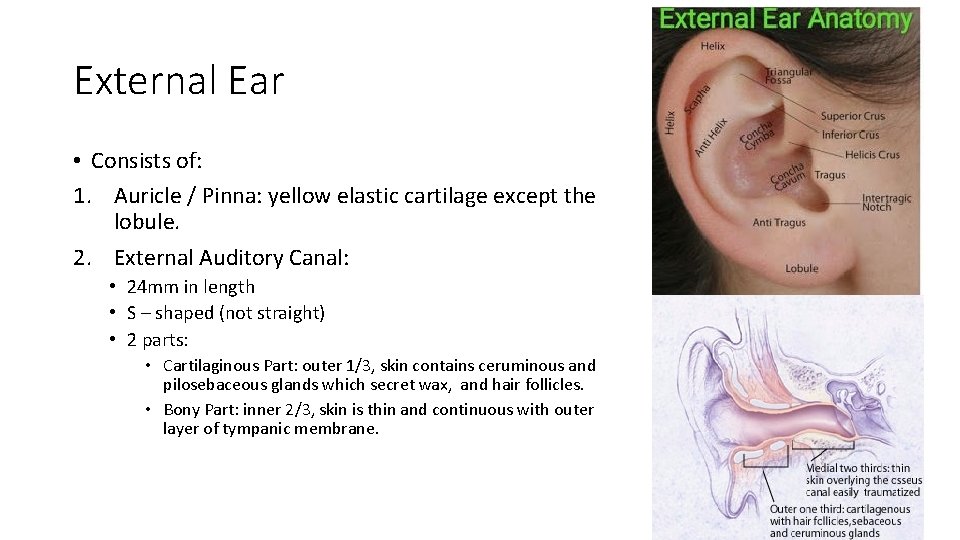 External Ear • Consists of: 1. Auricle / Pinna: yellow elastic cartilage except the