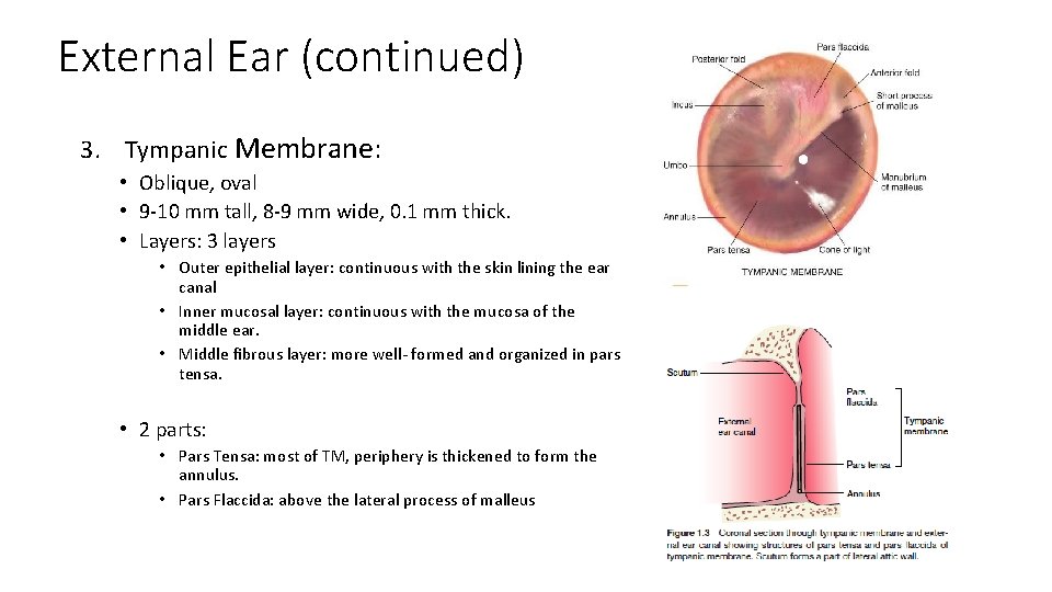 External Ear (continued) 3. Tympanic Membrane: • Oblique, oval • 9 -10 mm tall,