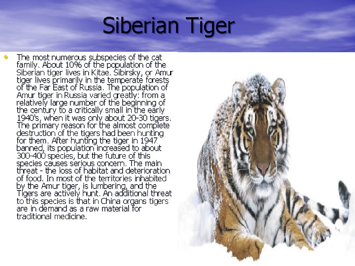 Siberian Tiger • The most numerous subspecies of the cat family. About 10% of