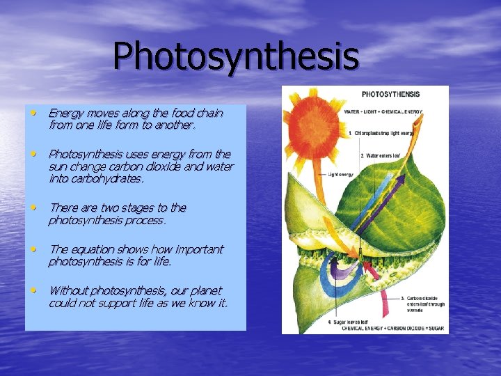 Photosynthesis • Energy moves along the food chain from one life form to another.