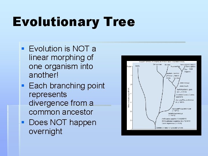 Evolutionary Tree § Evolution is NOT a linear morphing of one organism into another!