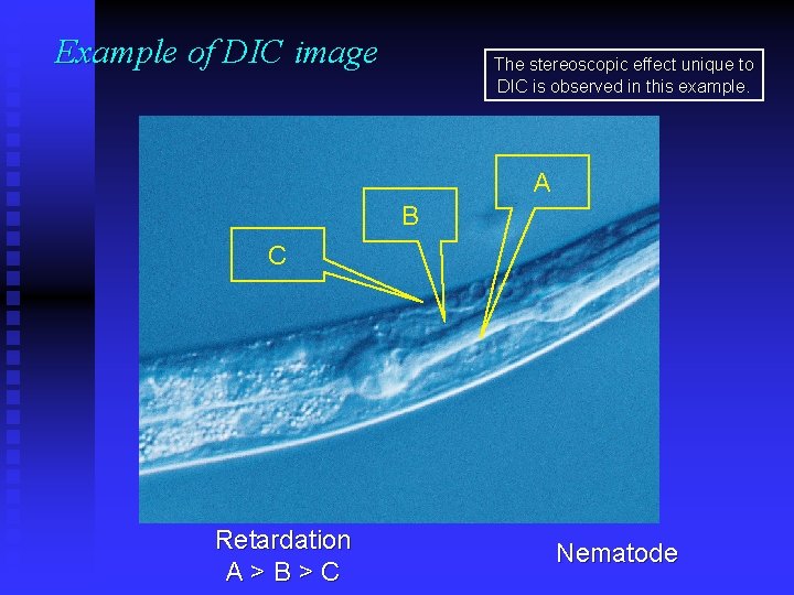 Example of DIC image The stereoscopic effect unique to DIC is observed in this