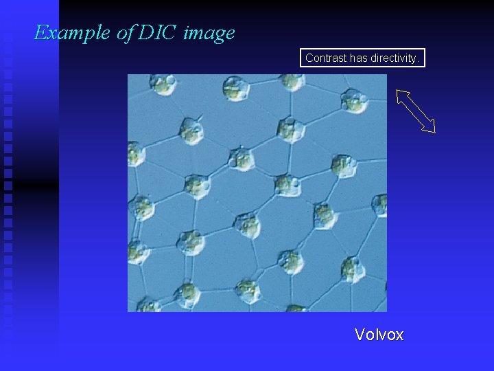 Example of DIC image Contrast has directivity. Volvox 