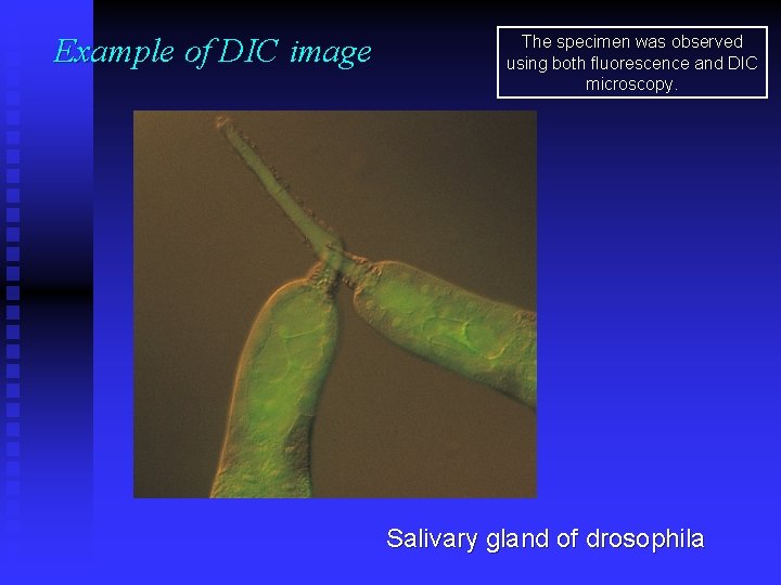 Example of DIC image The specimen was observed using both fluorescence and DIC microscopy.