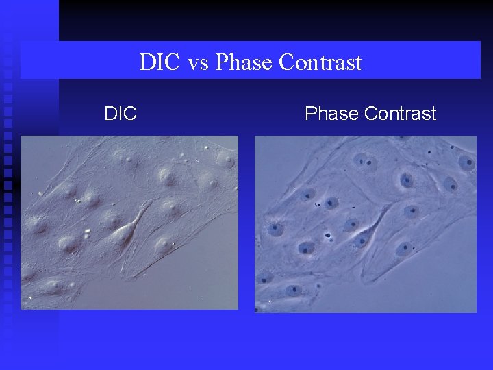 DIC vs Phase Contrast DIC Phase Contrast 
