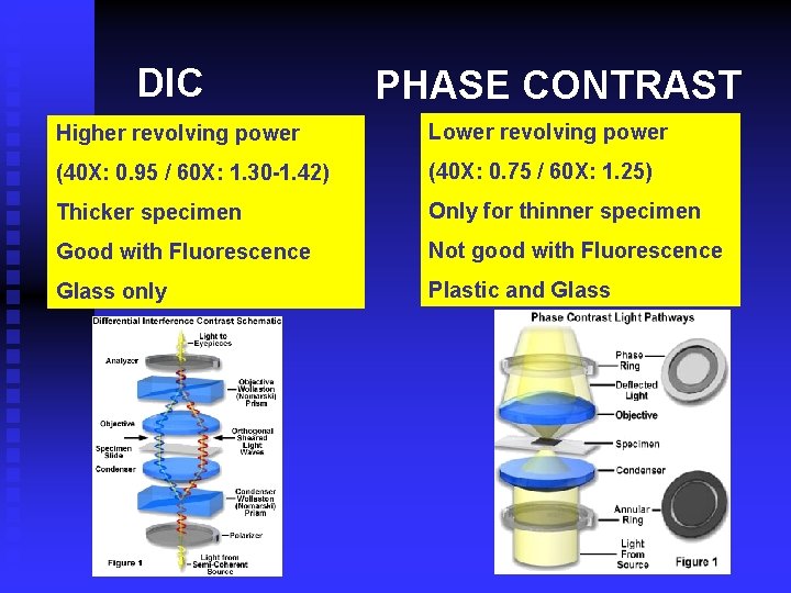 DIC PHASE CONTRAST Higher revolving power Lower revolving power (40 X: 0. 95 /