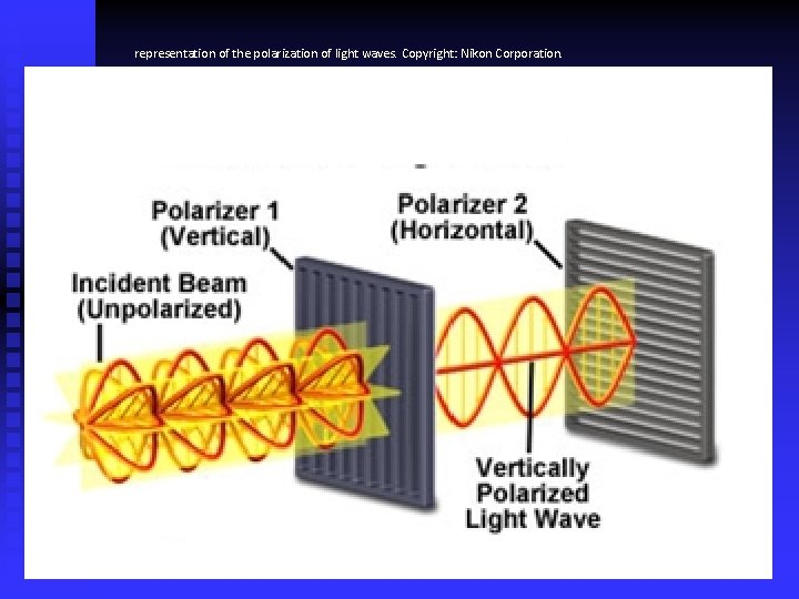 representation of the polarization of light waves. Copyright: Nikon Corporation. 