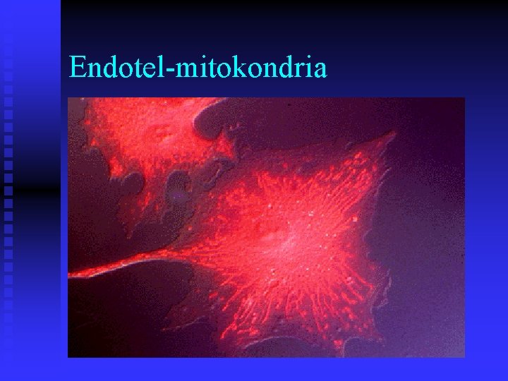 Endotel-mitokondria 