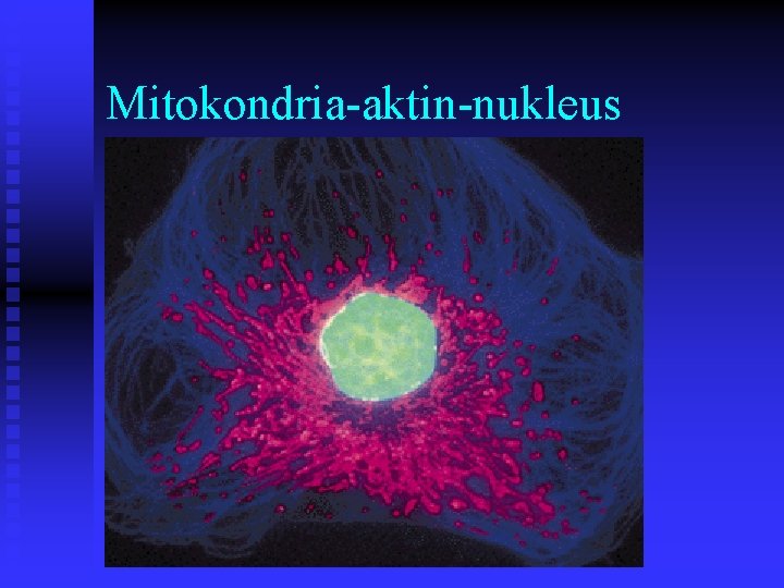 Mitokondria-aktin-nukleus 