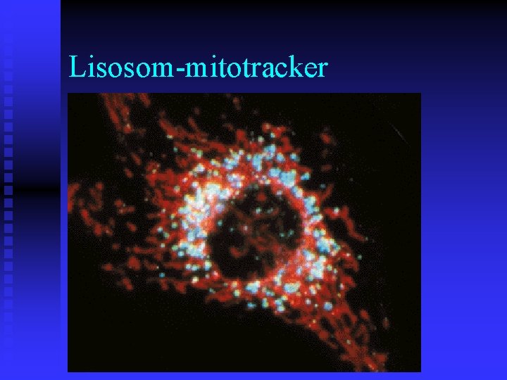 Lisosom-mitotracker 