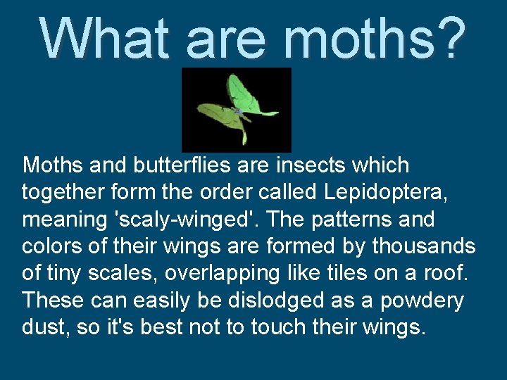 What are moths? Moths and butterflies are insects which together form the order called