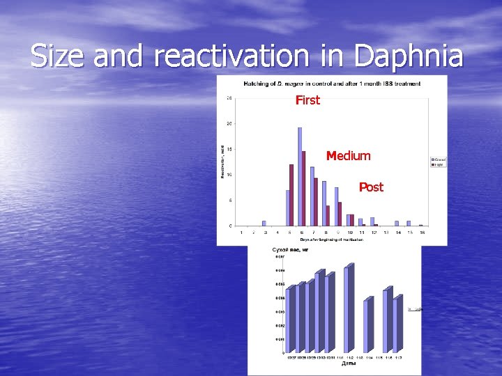 Size and reactivation in Daphnia First Medium Post 