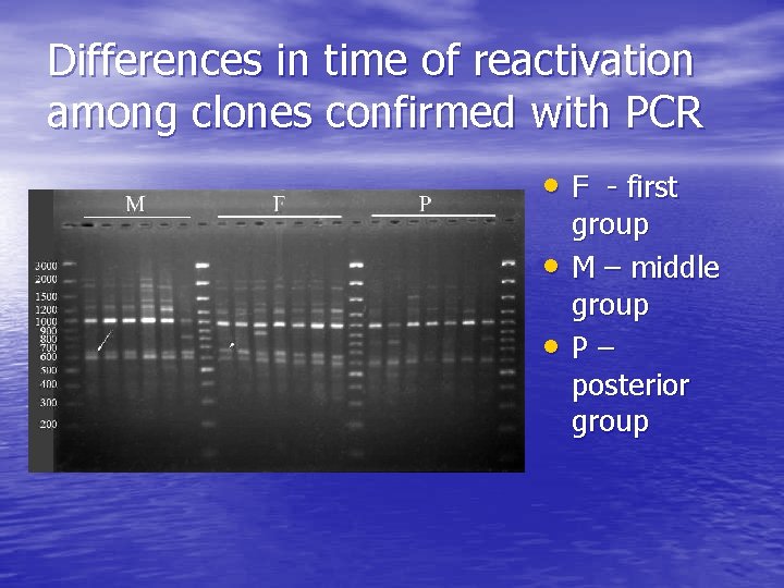 Differences in time of reactivation among clones confirmed with PCR • F - first