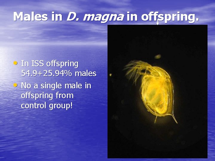 Males in D. magna in offspring. • In ISS offspring • 54. 9+25. 94%