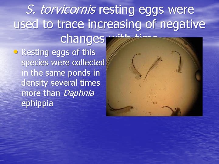 S. torvicornis resting eggs were used to trace increasing of negative changes with time