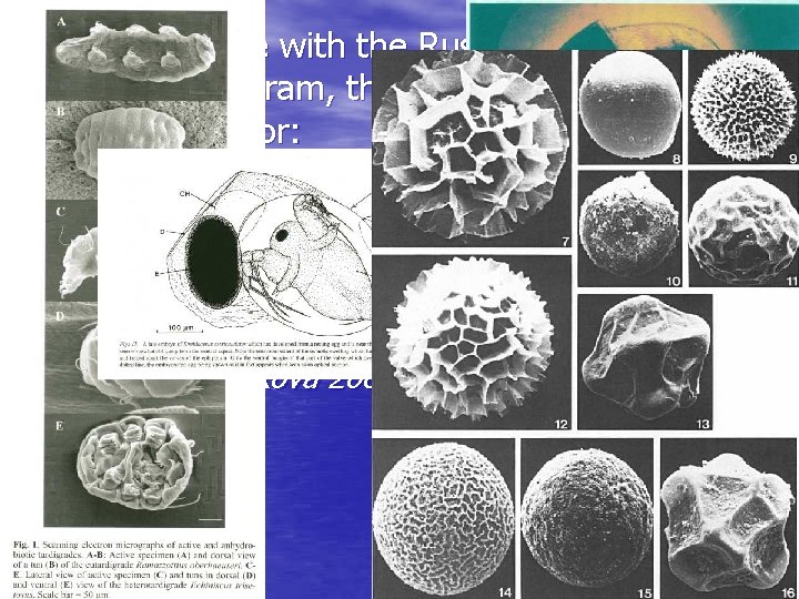 In accordance with the Russian space research program, the study on cryptobiosis is important