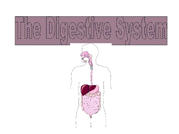 DIGESTION The process of changing complex solid foods