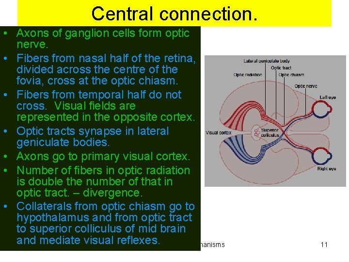 Central connection. • Axons of ganglion cells form optic nerve. • Fibers from nasal