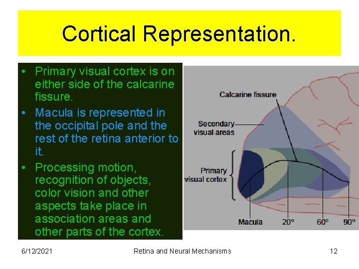 Cortical Representation. • Primary visual cortex is on either side of the calcarine fissure.