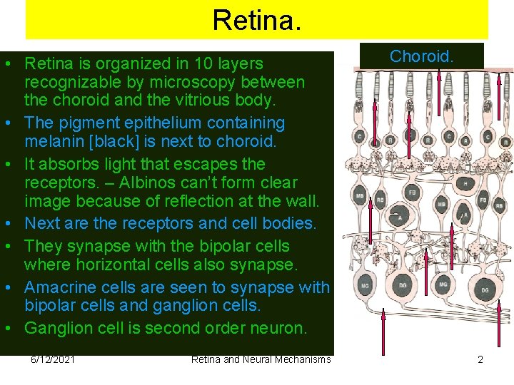 Retina. • Retina is organized in 10 layers recognizable by microscopy between the choroid