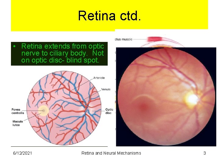 Retina ctd. • Retina extends from optic nerve to ciliary body. Not on optic