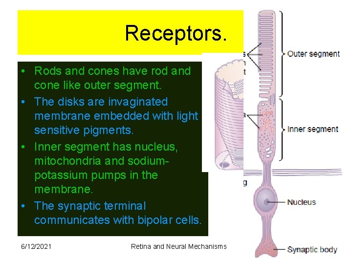 Receptors. • Rods and cones have rod and cone like outer segment. • The