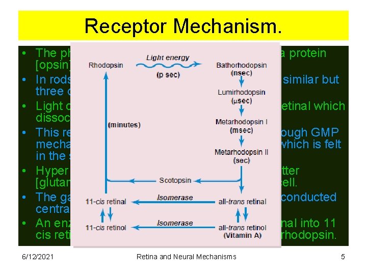 Receptor Mechanism. • The photosensitive compound is made up of a protein [opsin] and