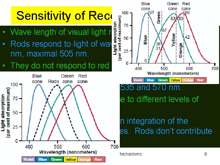 Sensitivity of Receptors and Color. • Wave length of visual light ranges from 397