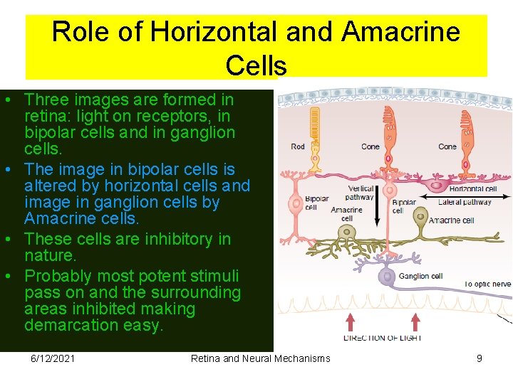 Role of Horizontal and Amacrine Cells • Three images are formed in retina: light