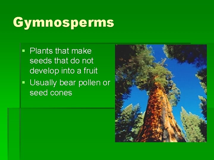Gymnosperms § Plants that make seeds that do not develop into a fruit §