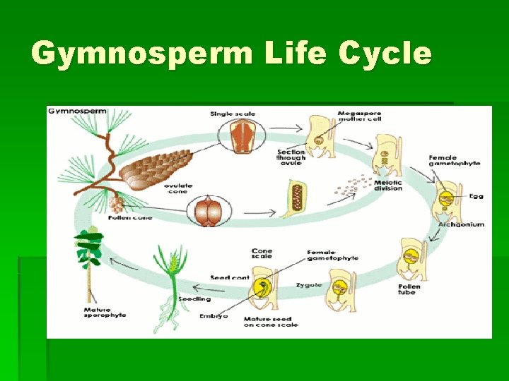 Gymnosperm Life Cycle 