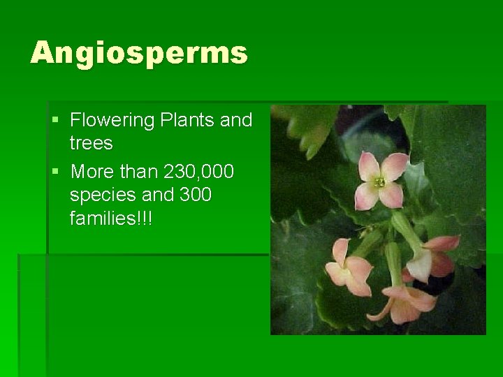 Angiosperms § Flowering Plants and trees § More than 230, 000 species and 300