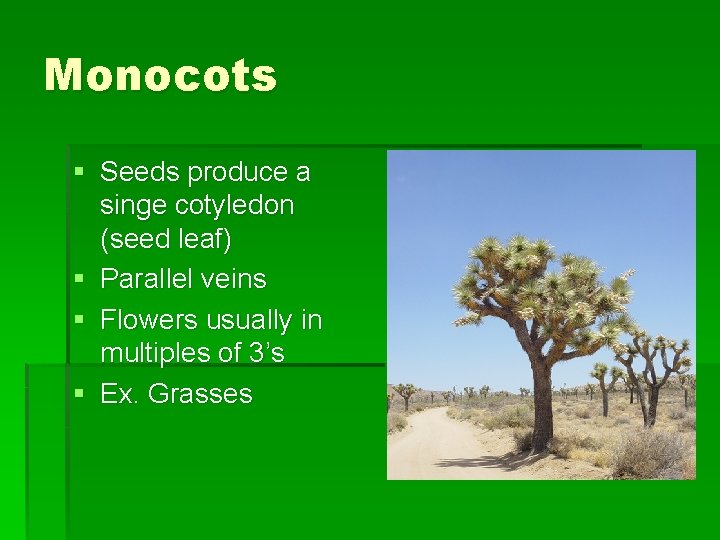 Monocots § Seeds produce a singe cotyledon (seed leaf) § Parallel veins § Flowers