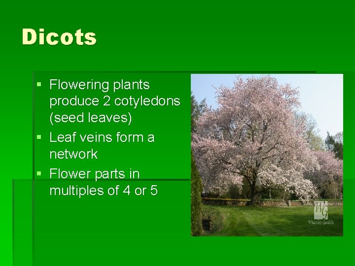 Dicots § Flowering plants produce 2 cotyledons (seed leaves) § Leaf veins form a