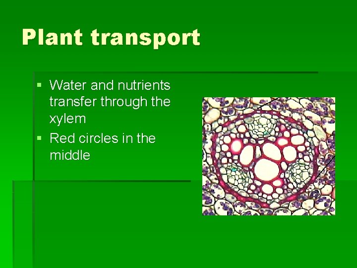 Plant transport § Water and nutrients transfer through the xylem § Red circles in